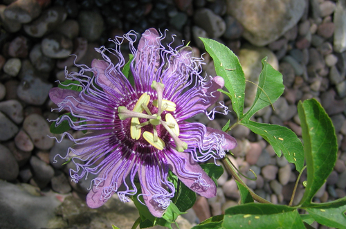 passion flower