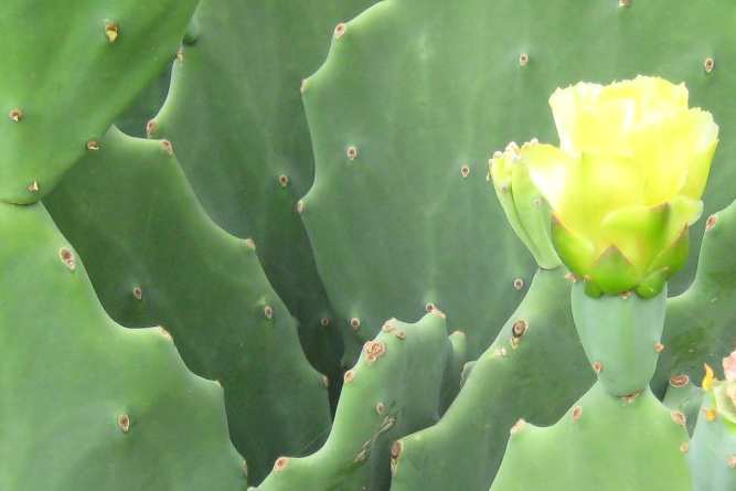 Prickly Pear bloom